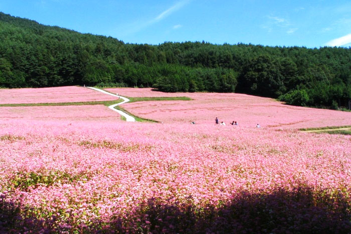 Buckwheat flowers bloom all over Ha Giang